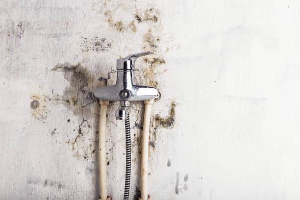 Best Mold Remediation  in Colony Rk, PA