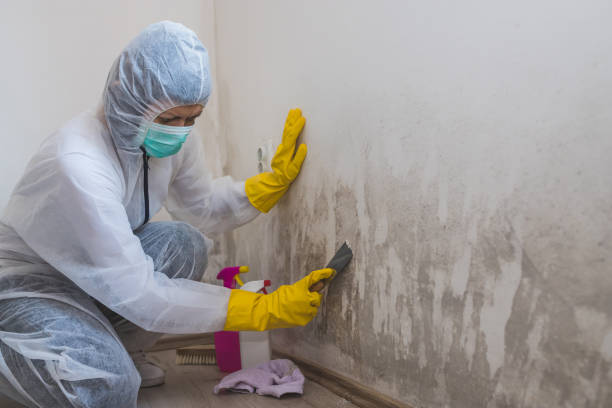 Best Fast Mold Removal  in Colony Rk, PA