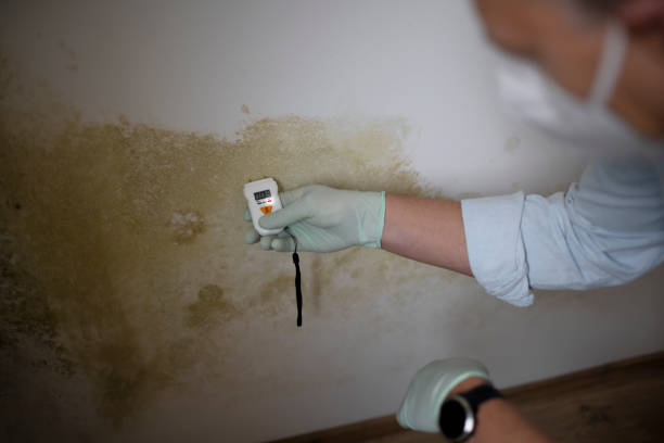 Best Professional Mold Removal  in Colony Rk, PA