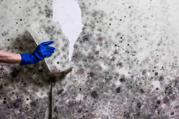 Colony Park, PA Mold Removal Company