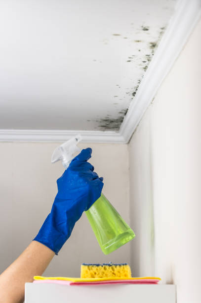 Best Attic Mold Removal  in Colony Rk, PA